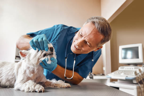 Best Emergency Tooth Extraction in Kahaluu Keauhou, HI